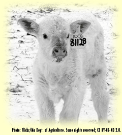 Why have baby calves in winter?idden here?