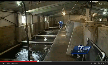 Nebraska fish farming