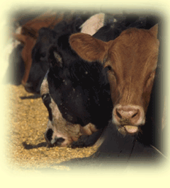 Why do farmers feed corn to cattle?