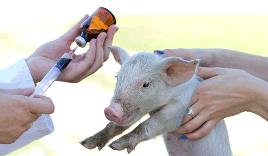 This country really does use 70 percent of antibiotics in animals
